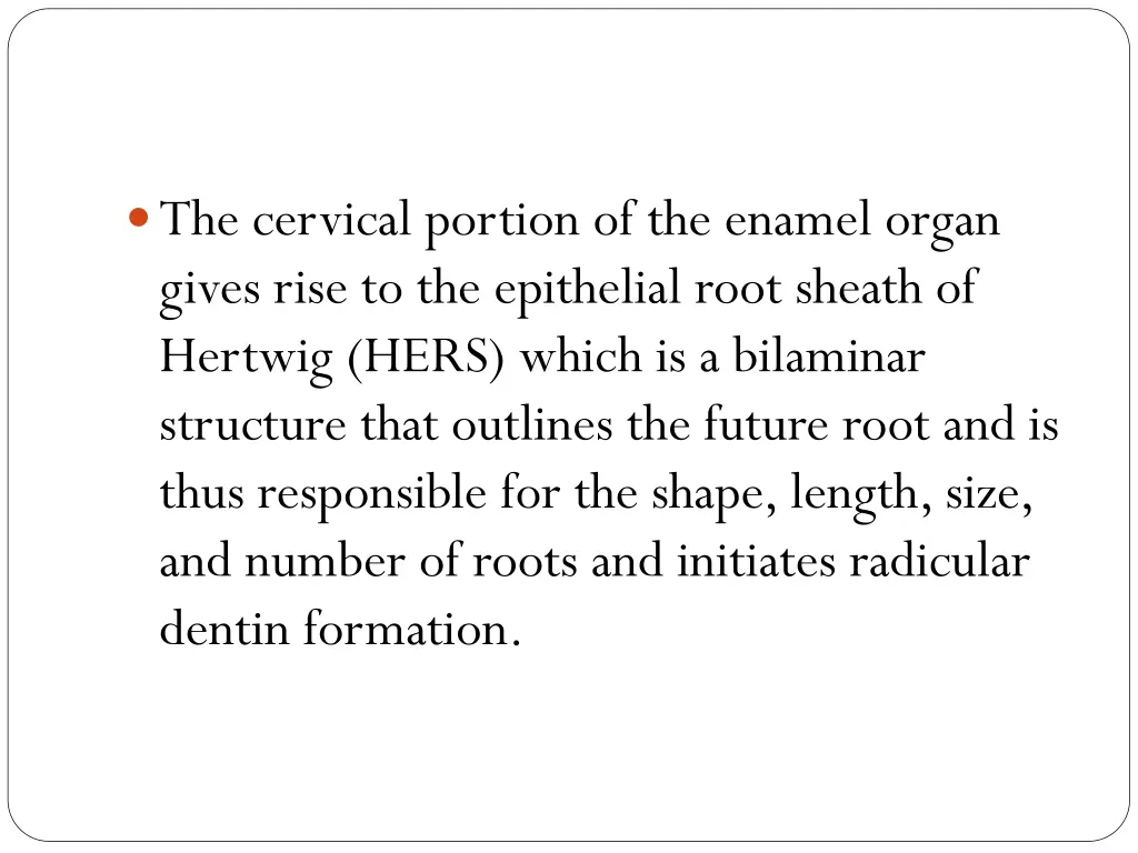 the cervical portion of the enamel organ gives