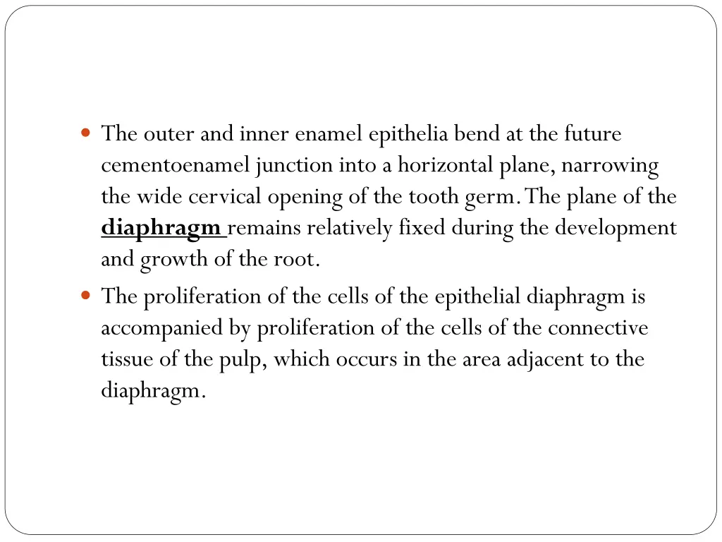 the outer and inner enamel epithelia bend