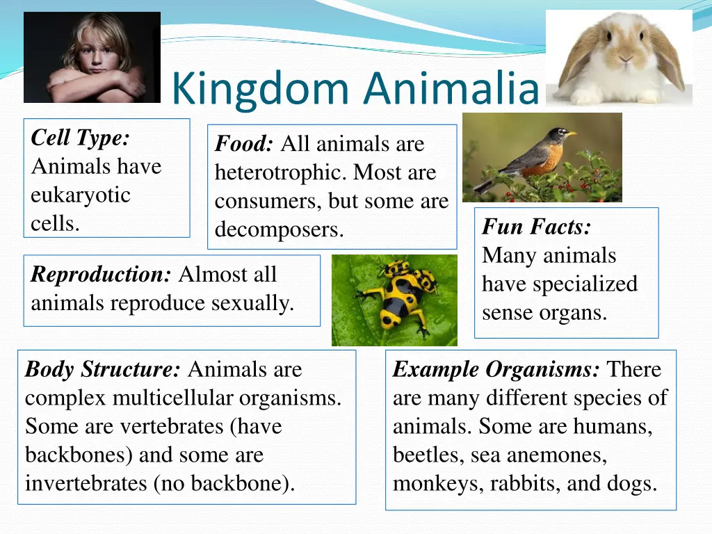 kingdom animalia