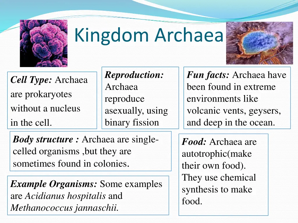 kingdom archaea