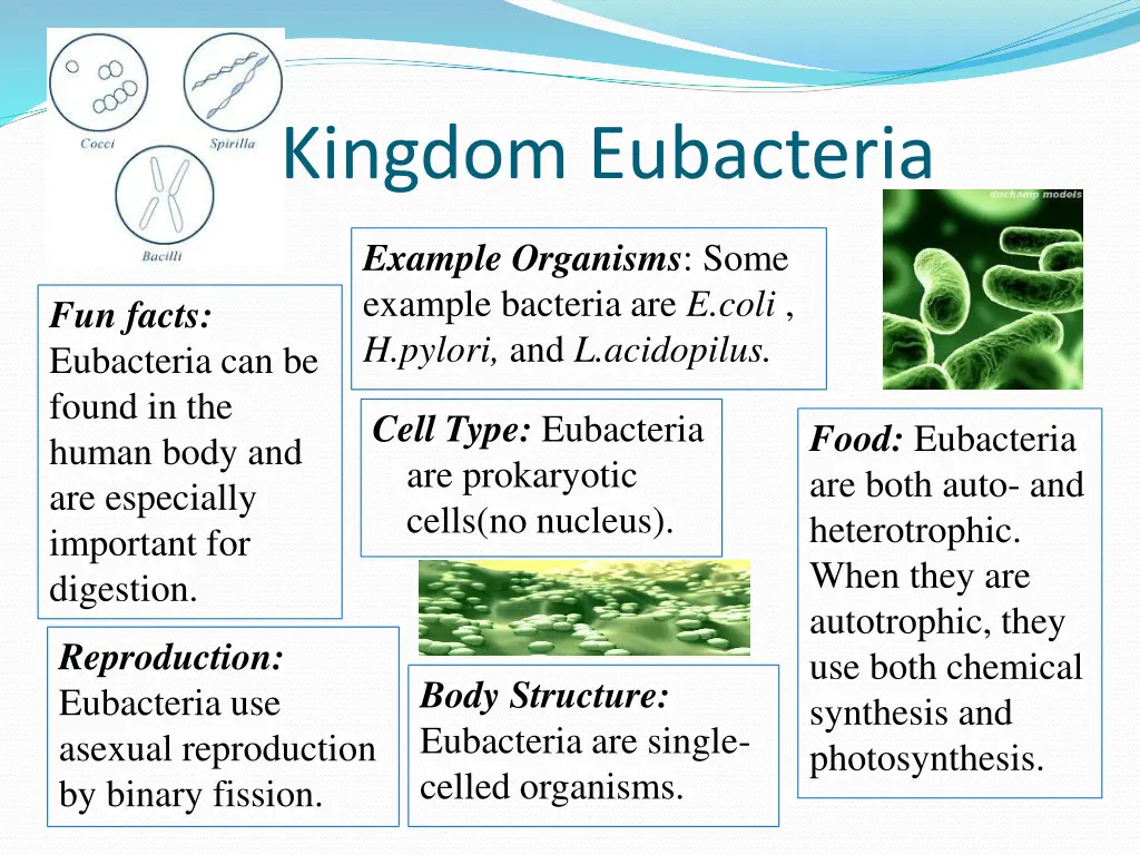 kingdom eubacteria