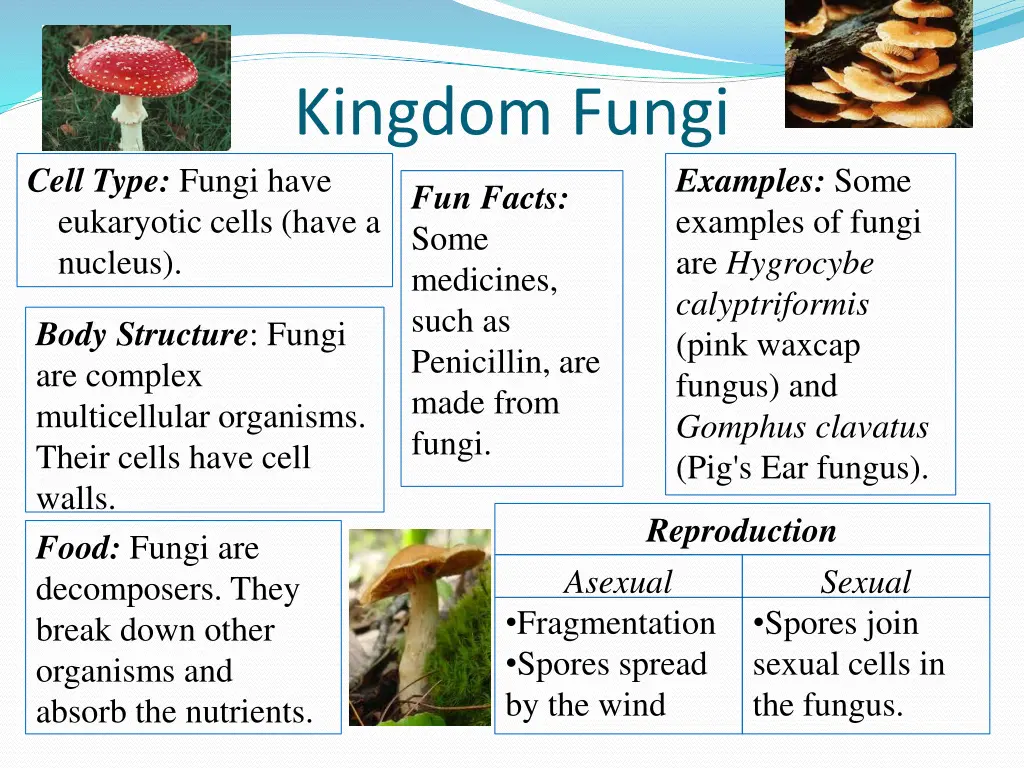 kingdom fungi