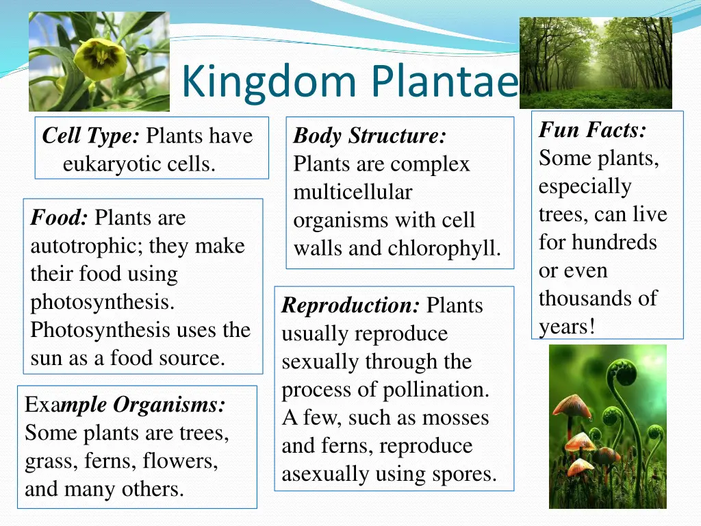 kingdom plantae