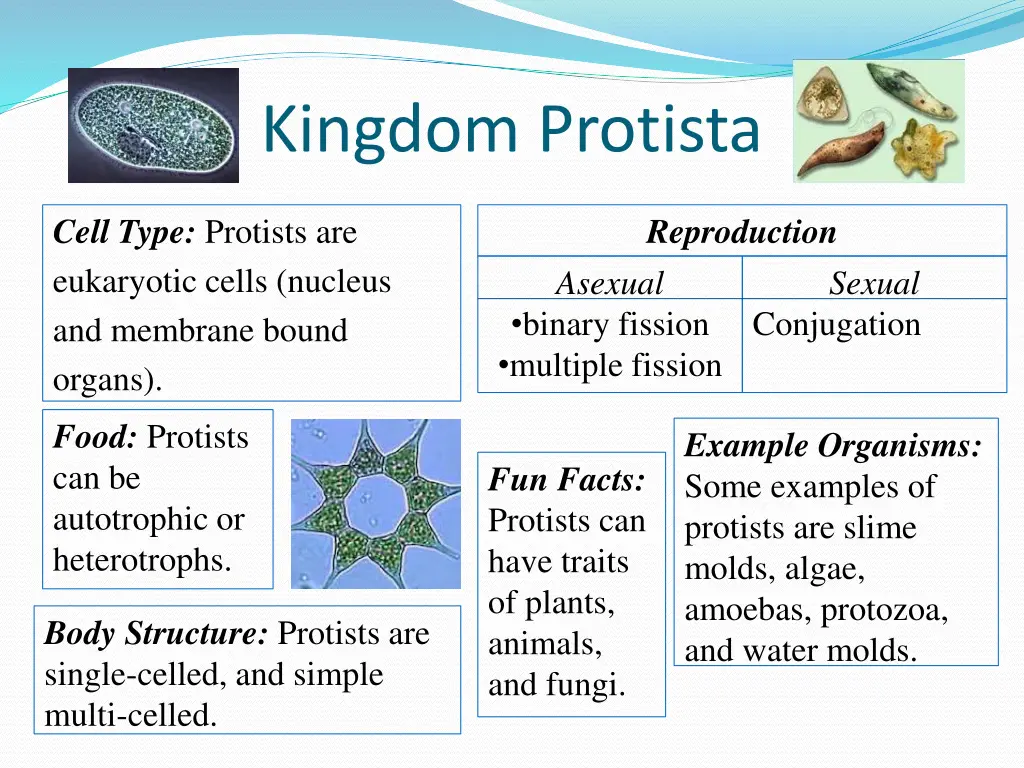 kingdom protista