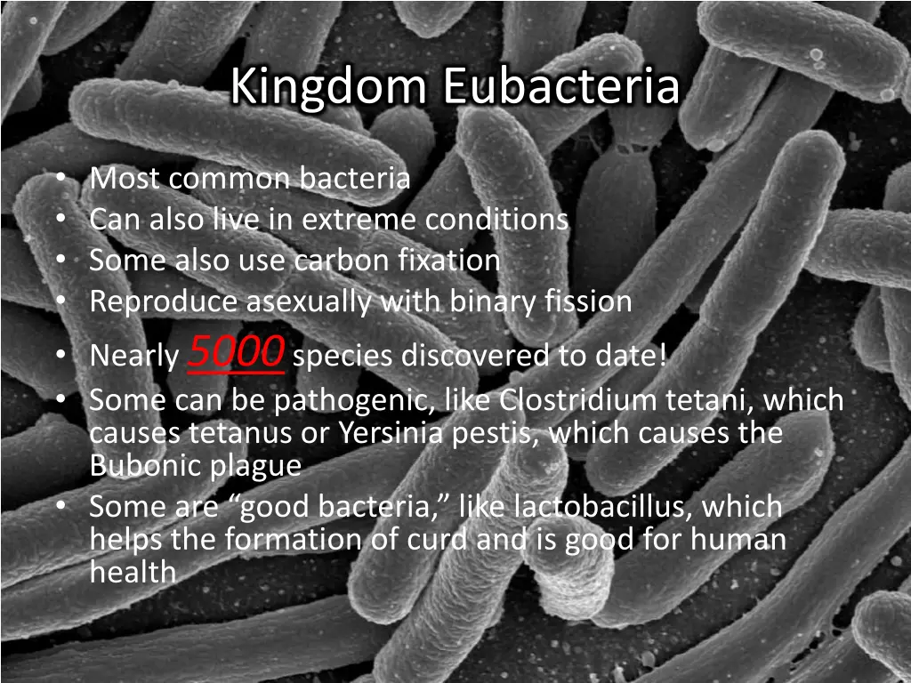 kingdom eubacteria