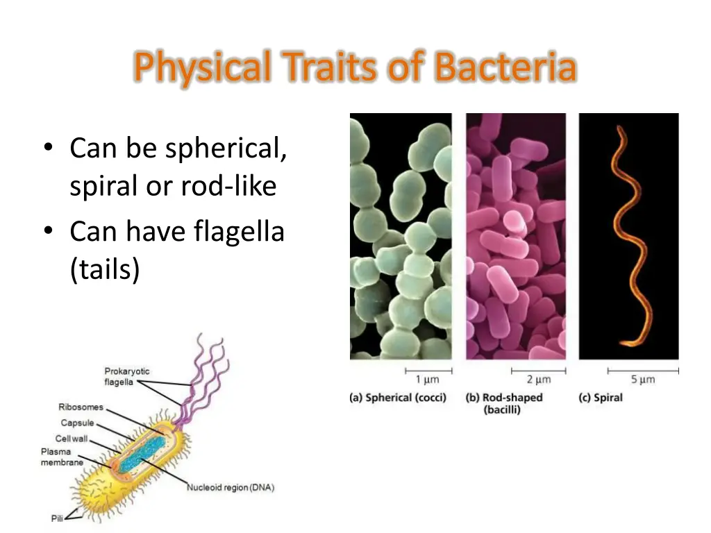 physical traits of bacteria