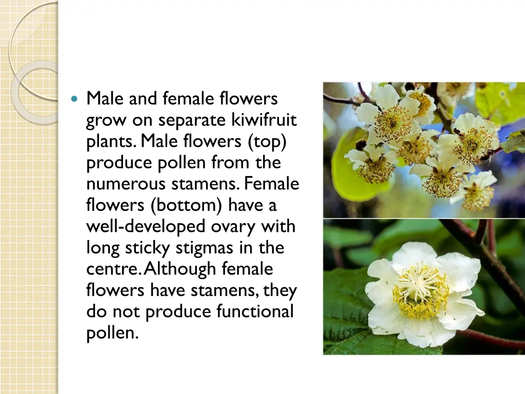 male and female flowers grow on separate