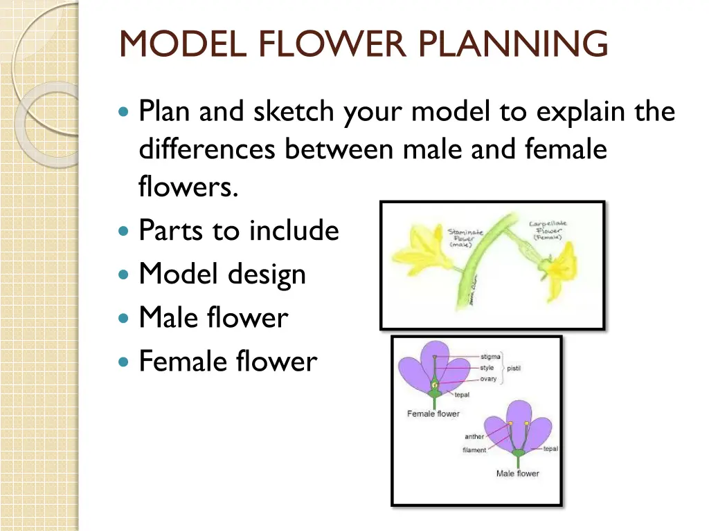 model flower planning