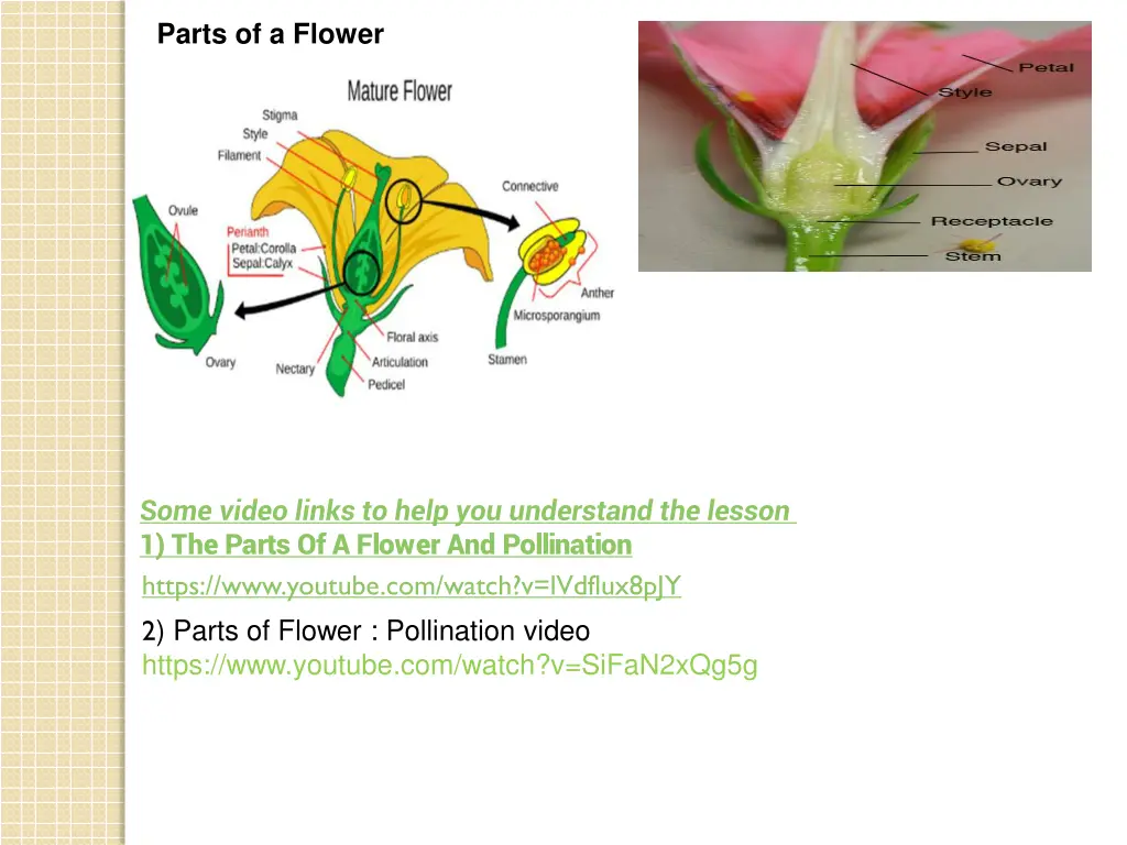 parts of a flower