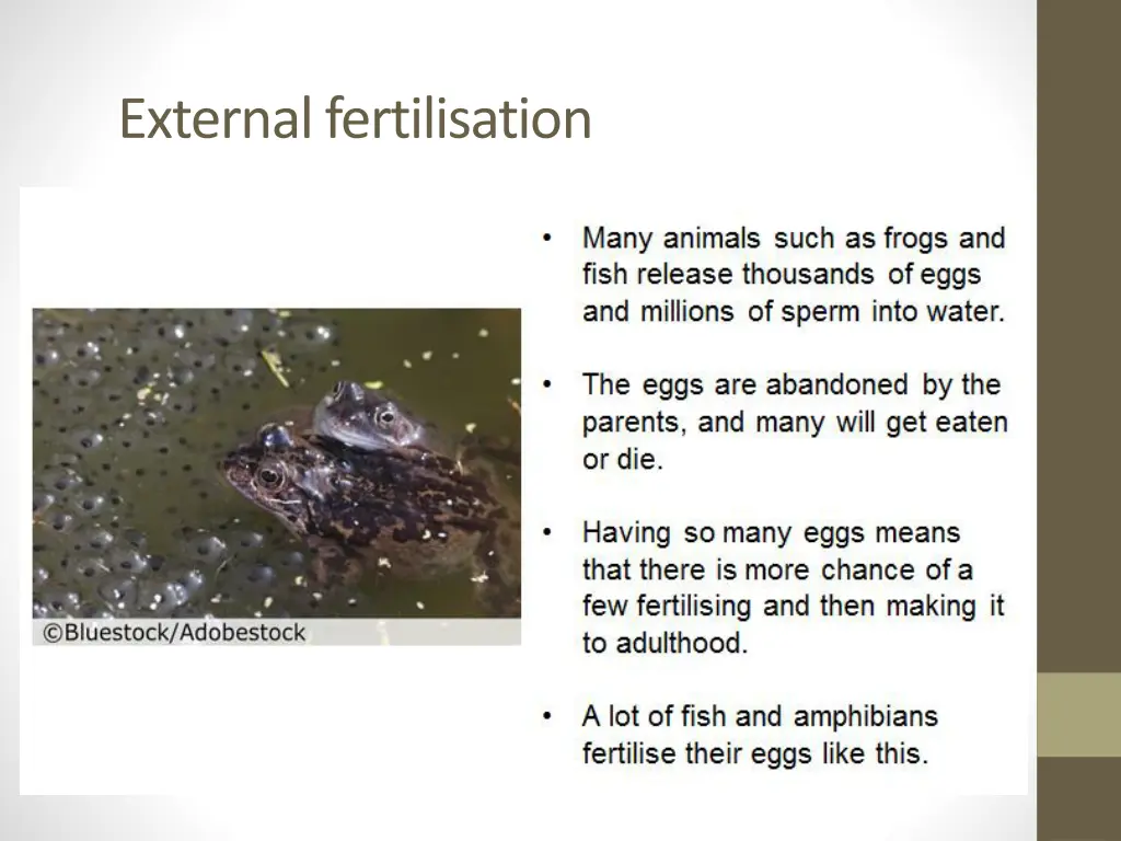 external fertilisation