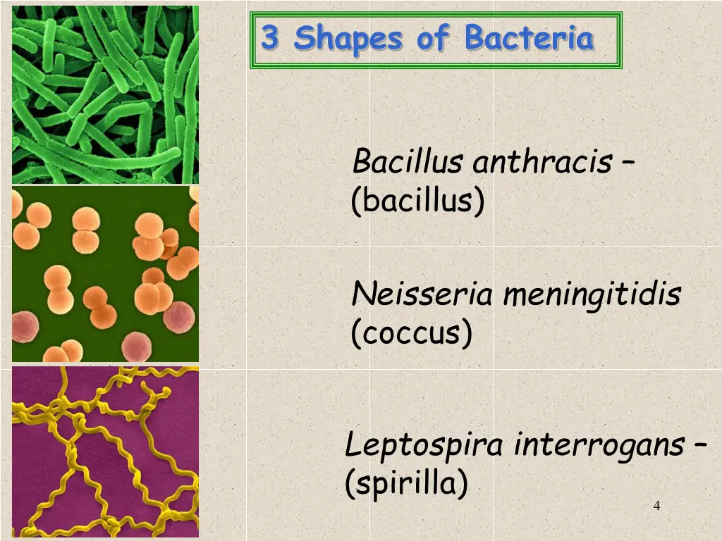 3 shapes of bacteria 1