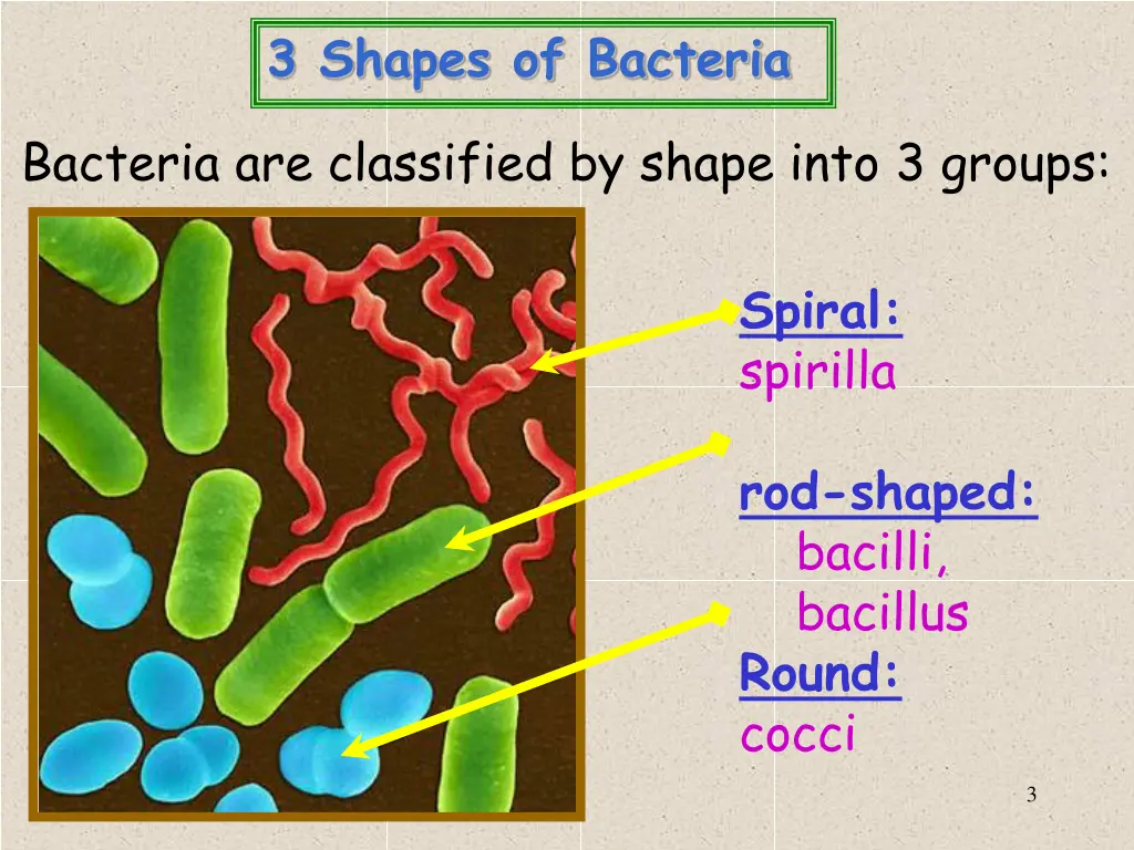 3 shapes of bacteria