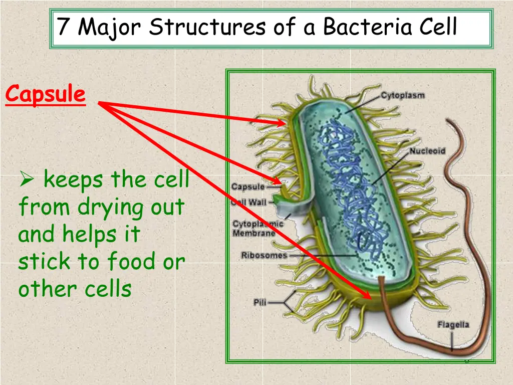 7 major structures of a bacteria cell 1