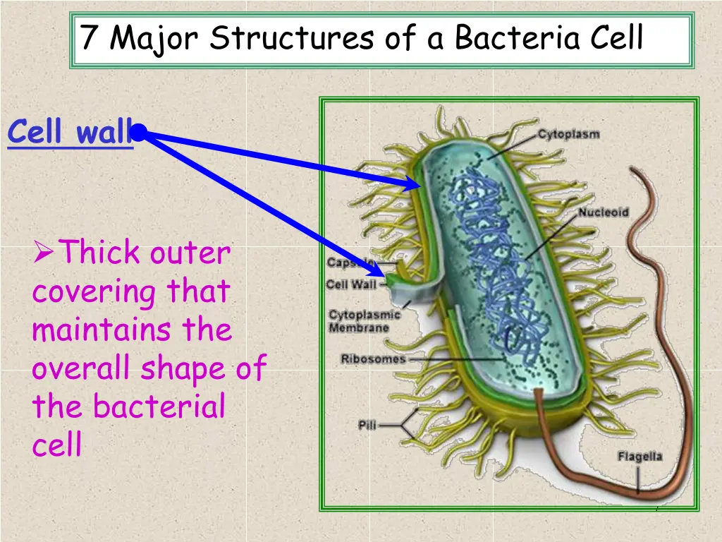 7 major structures of a bacteria cell 2