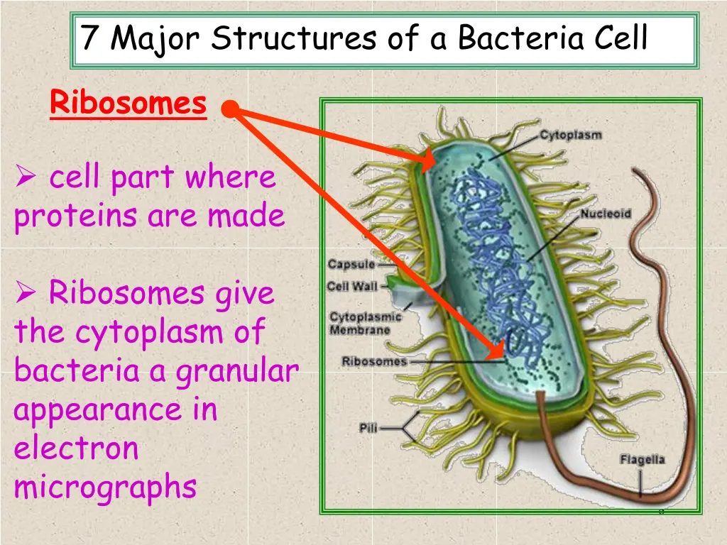 7 major structures of a bacteria cell 3