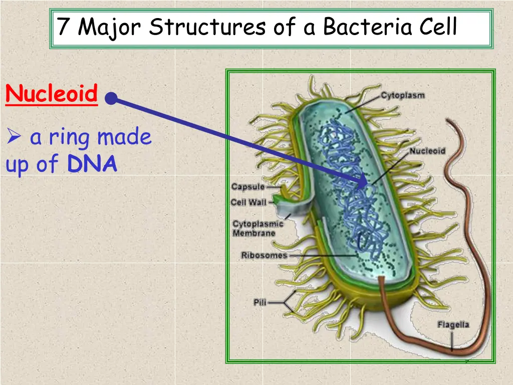 7 major structures of a bacteria cell 4