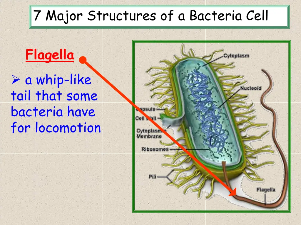 7 major structures of a bacteria cell 5