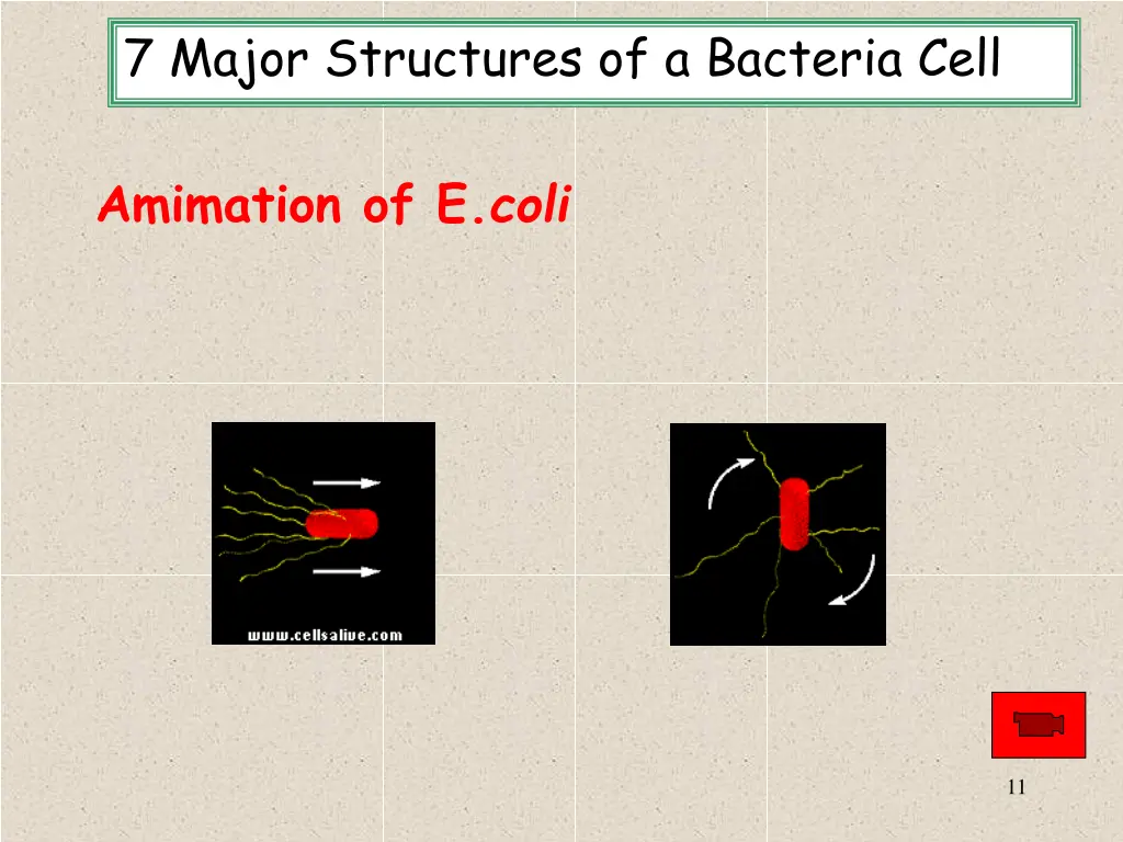 7 major structures of a bacteria cell 6