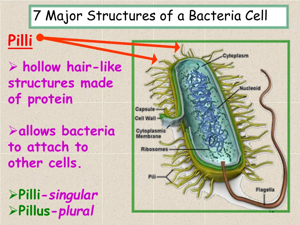 7 major structures of a bacteria cell 7