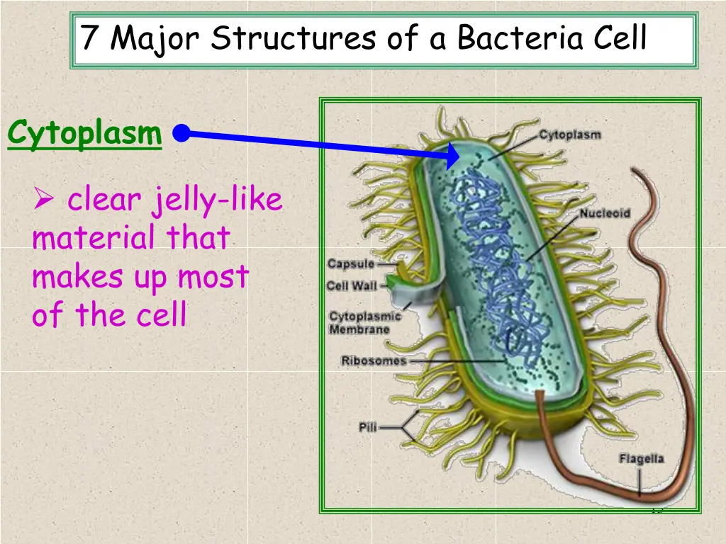 7 major structures of a bacteria cell 8