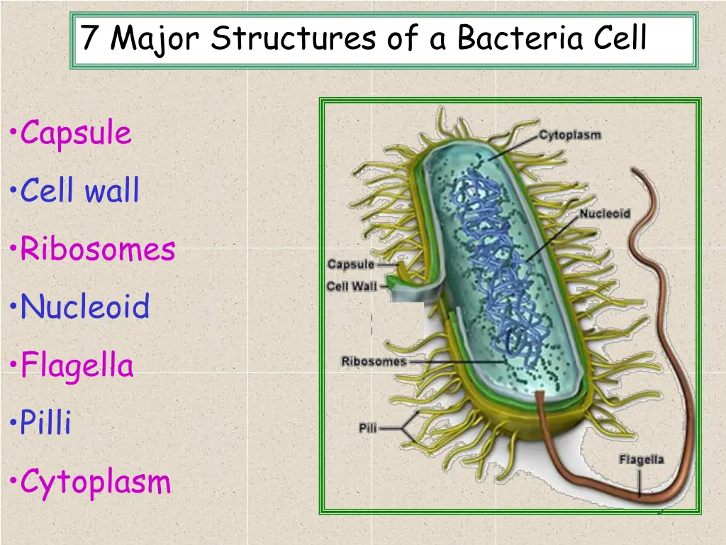 7 major structures of a bacteria cell