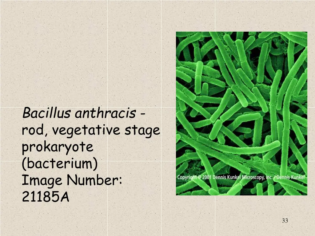 bacillus anthracis rod vegetative stage