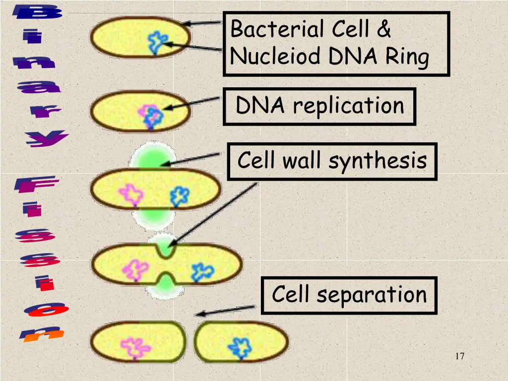 bacterial cell nucleiod dna ring