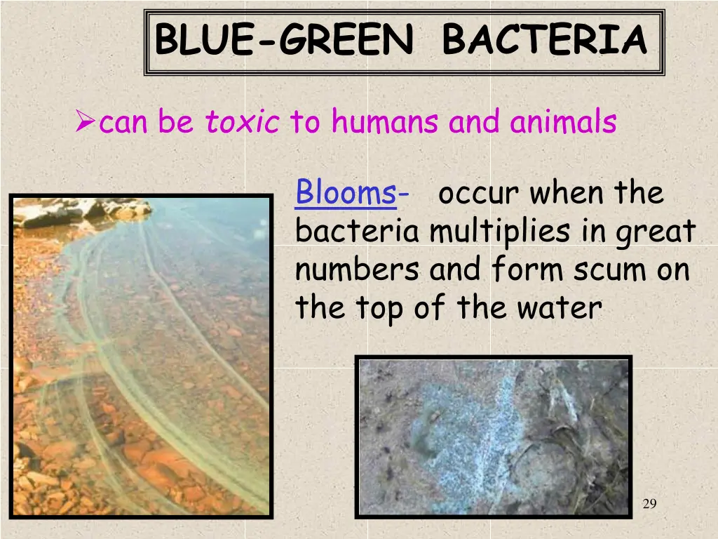 blue green bacteria