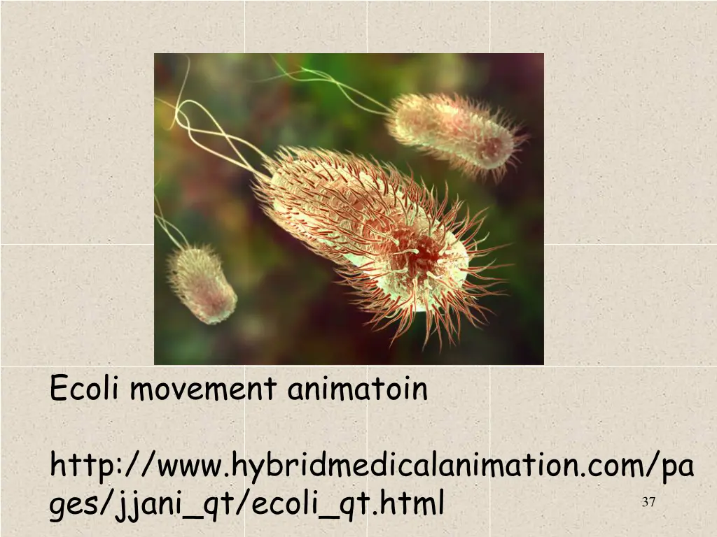 ecoli movement animatoin