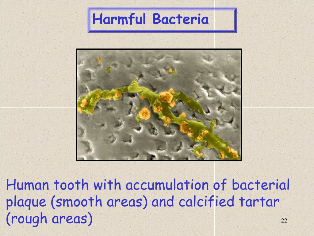 harmful bacteria 1