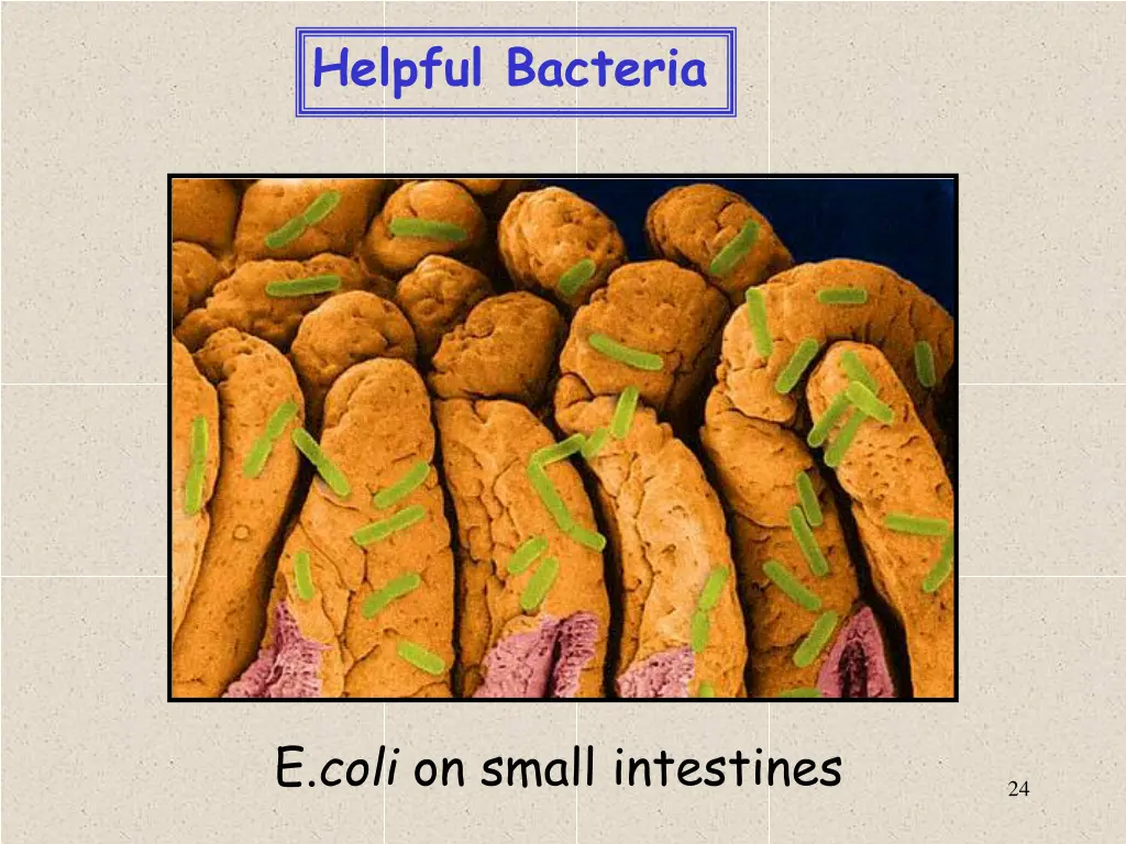 helpful bacteria 1