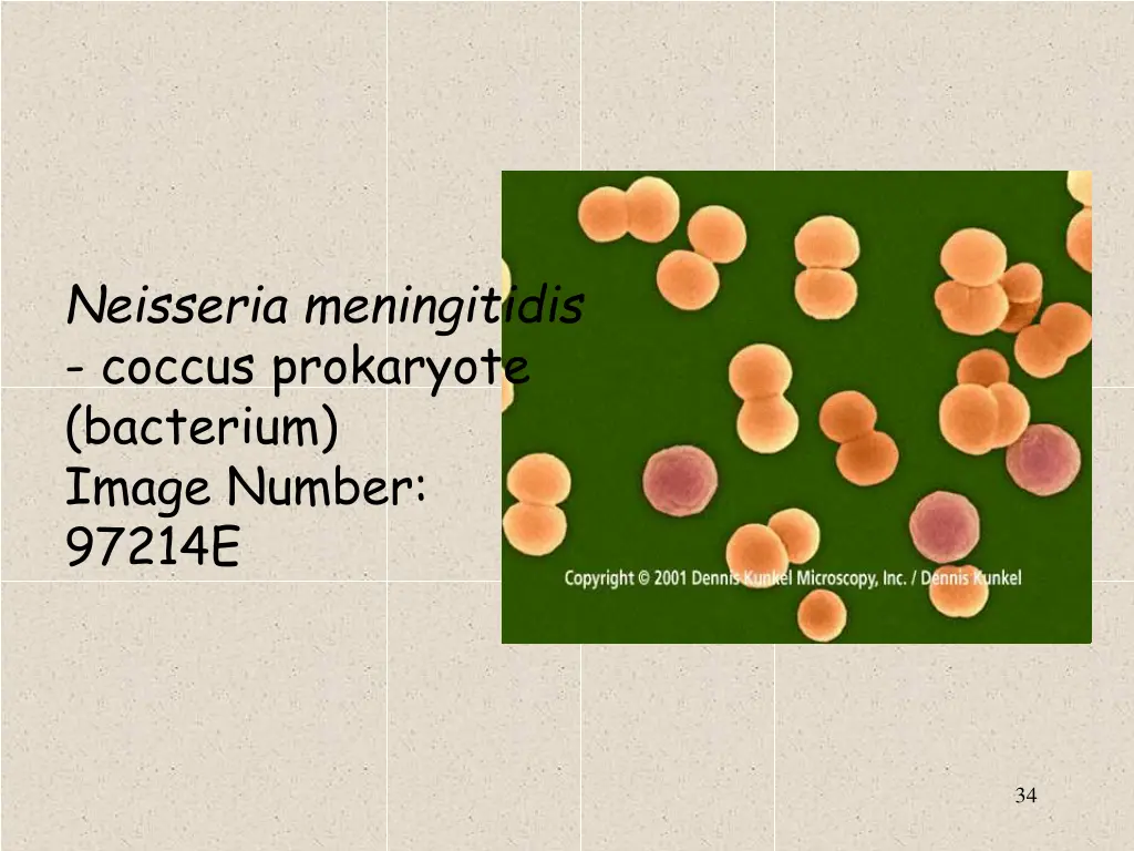 neisseria meningitidis coccus prokaryote