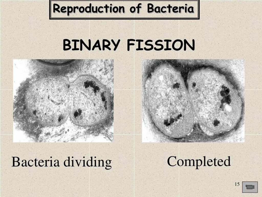 reproduction of bacteria 1