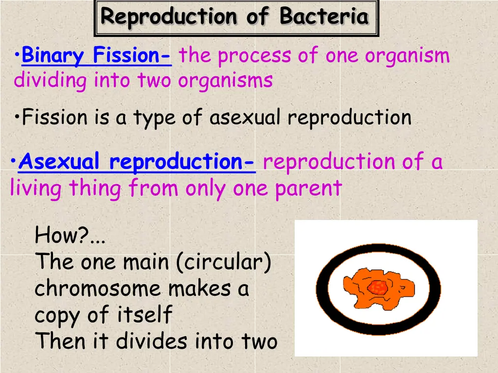 reproduction of bacteria