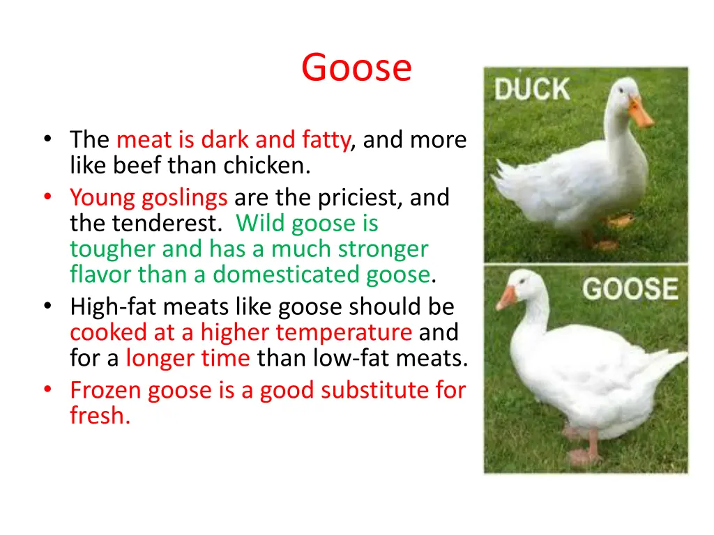 goose