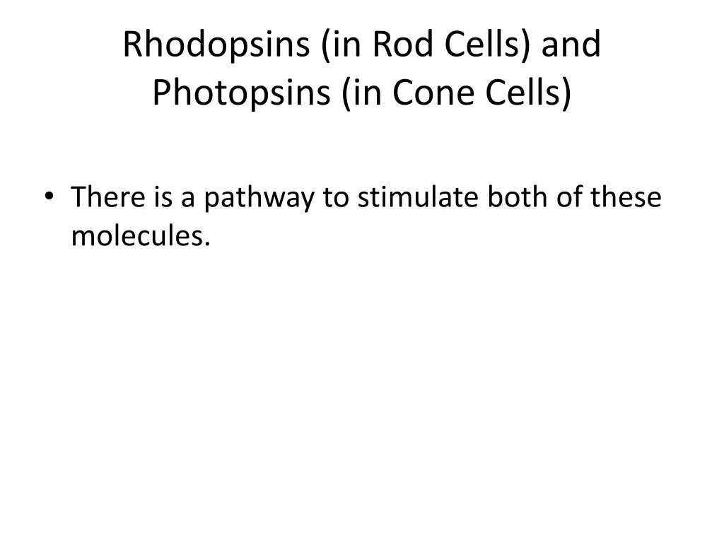 rhodopsins in rod cells and photopsins in cone