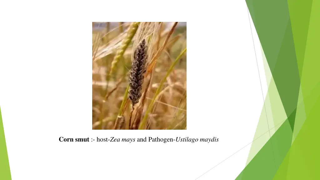 corn smut host zea mays and pathogen ustilago