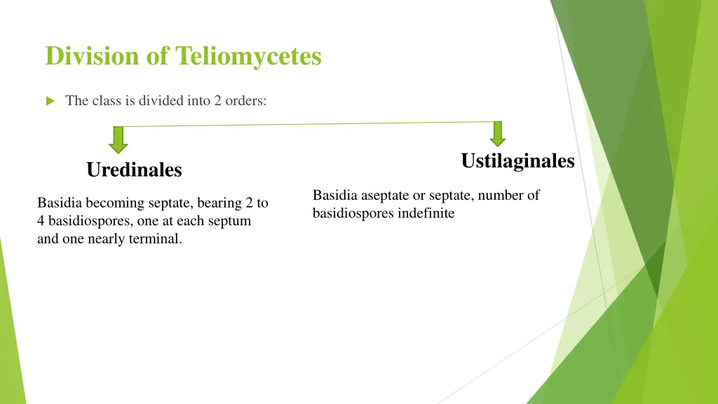 division of teliomycetes