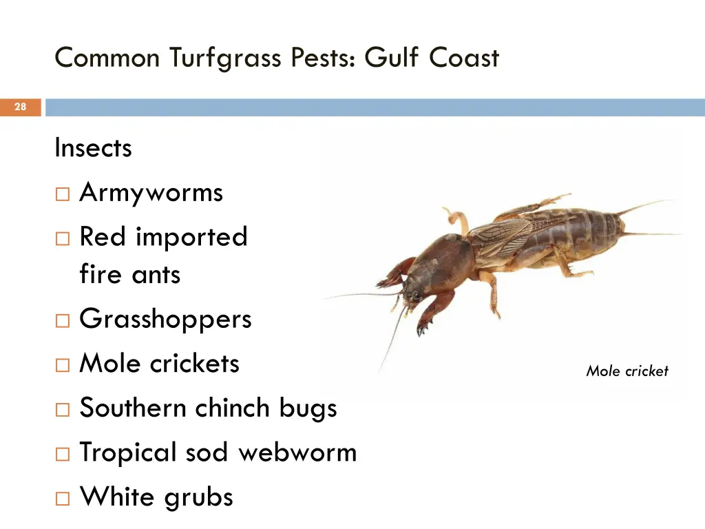 common turfgrass pests gulf coast