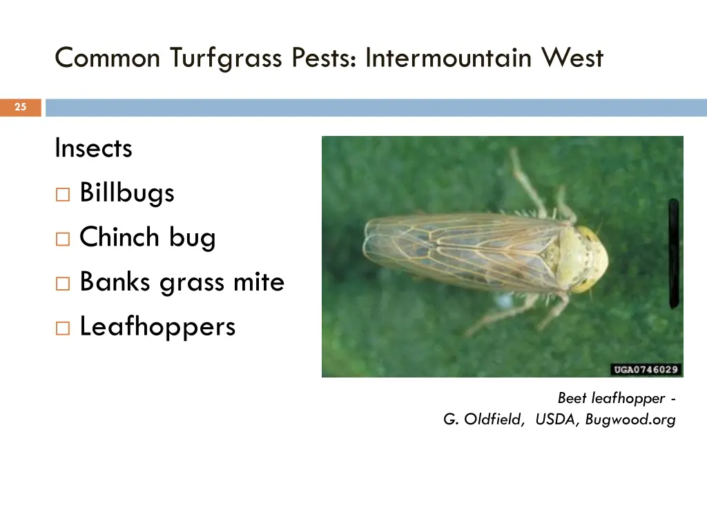 common turfgrass pests intermountain west