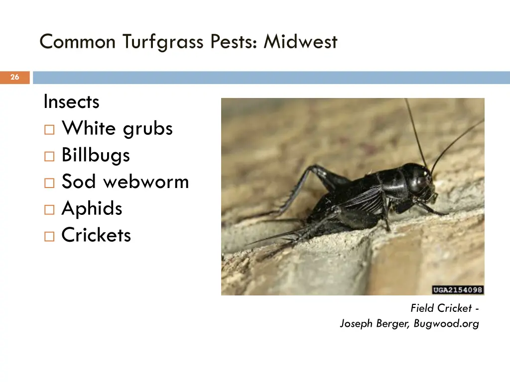 common turfgrass pests midwest