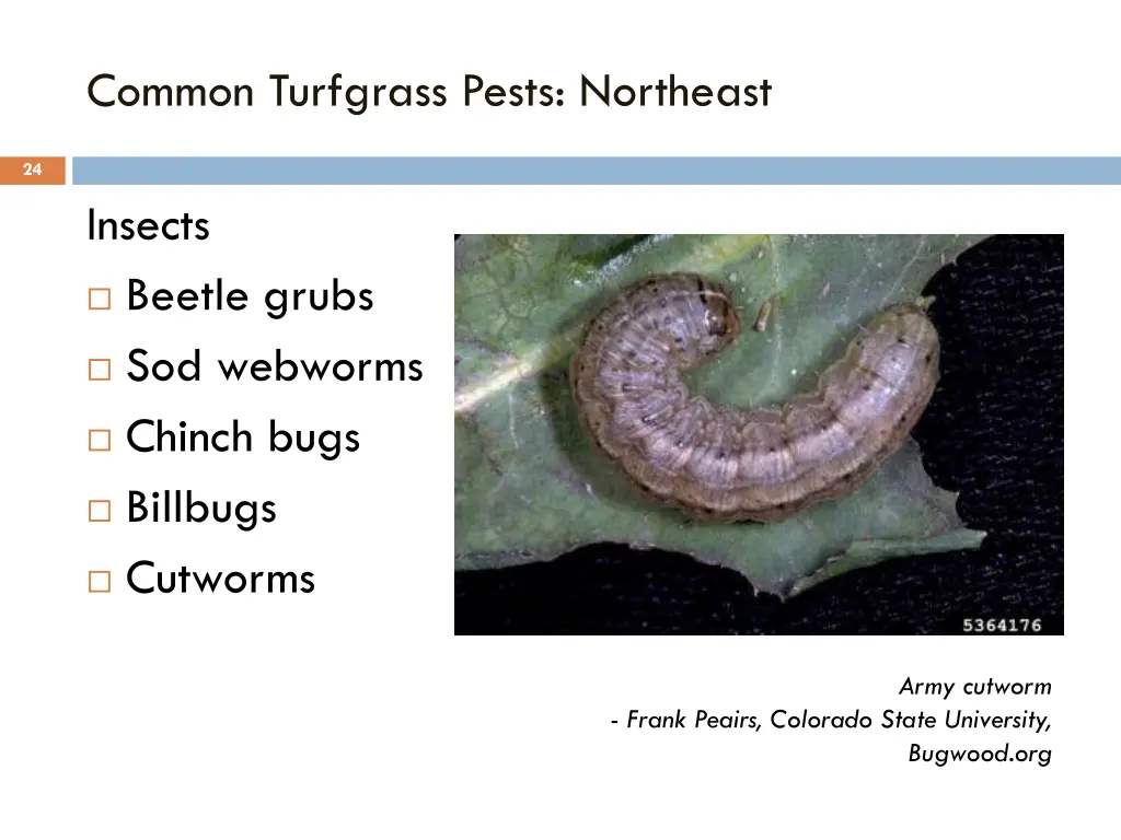 common turfgrass pests northeast