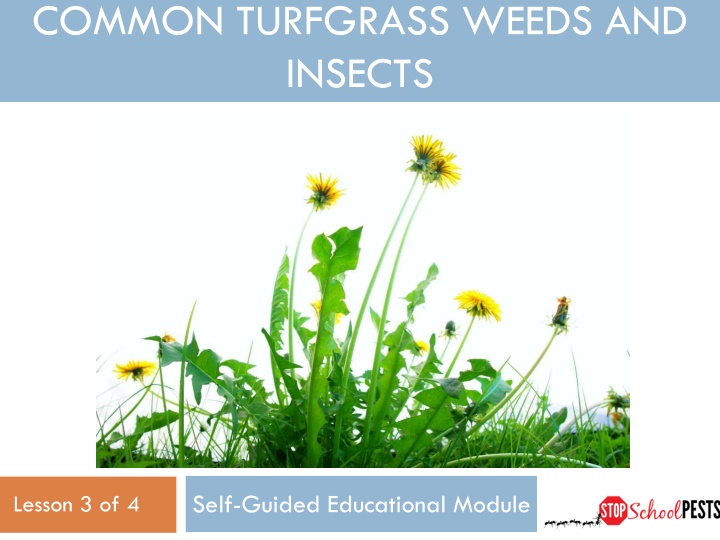 common turfgrass weeds and insects