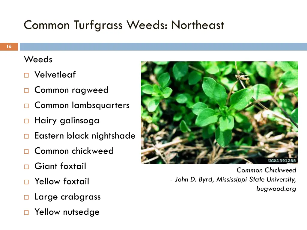 common turfgrass weeds northeast