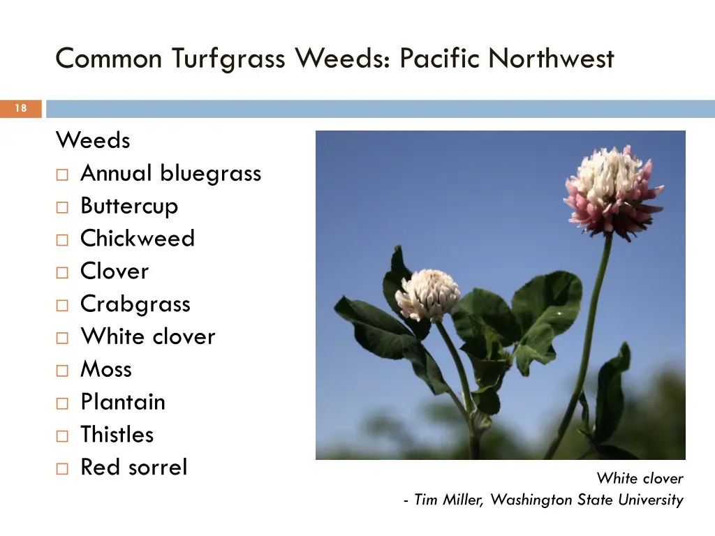 common turfgrass weeds pacific northwest