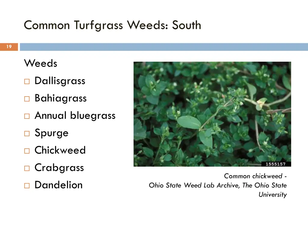 common turfgrass weeds south