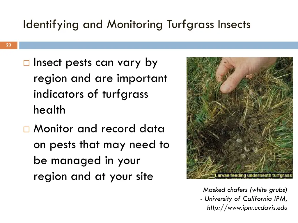 identifying and monitoring turfgrass insects