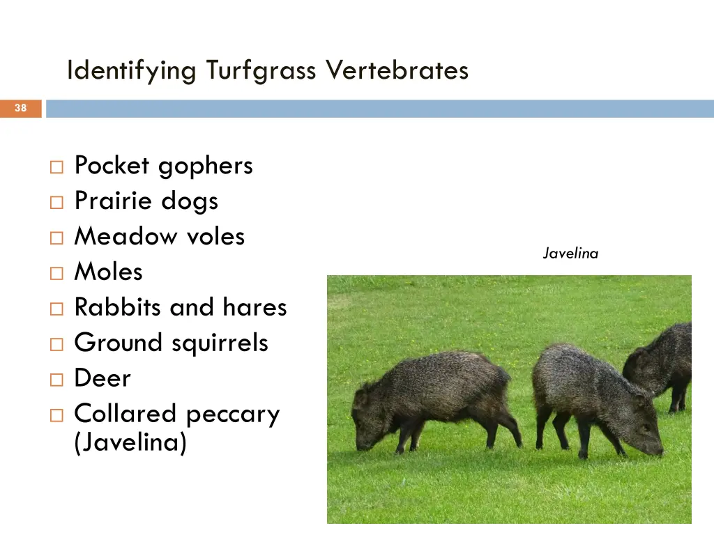 identifying turfgrass vertebrates