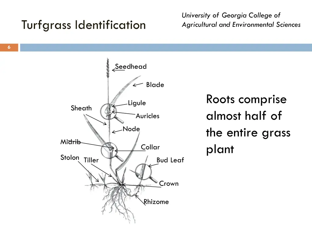 university of georgia college of agricultural