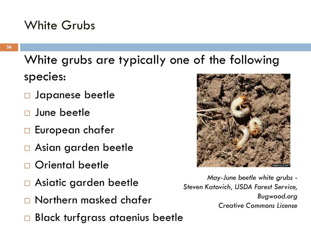 white grubs 1